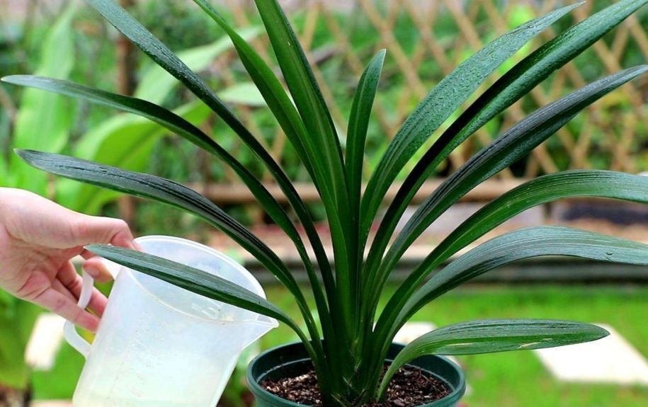 肥厚|养君子兰盆栽,掌握好四个要素,叶片肥厚,早开花