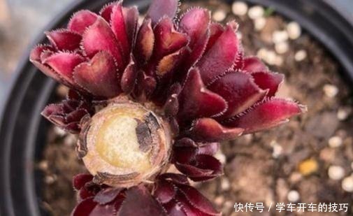 砍刀|多肉法师想“爆头”不用砍刀,3个方法不露痕迹,变成“伪老桩”!