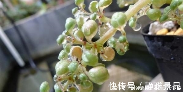 新手多肉党的福音:露镜,买回家这么养,叶子如水晶般剔透