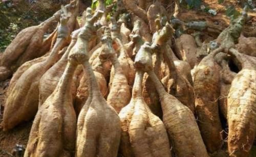 不想生病要會吃，多吃的食物，促進排毒，滋養肌膚，改善便秘