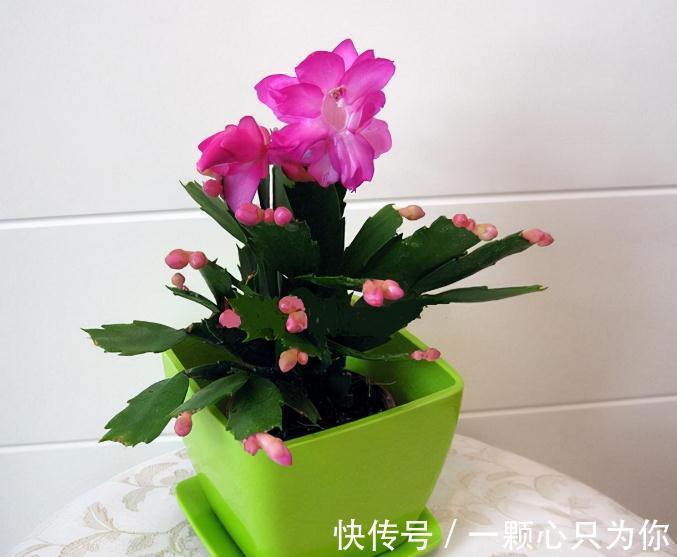 1月前后多注意这4点,家庭盆栽蟹爪兰,从寒冬到暖春不愁没花赏