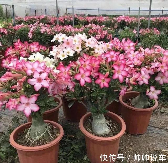 飘香藤|最爱晒太阳的8种花,越晒开花越多,阳台养几盆,开花成海