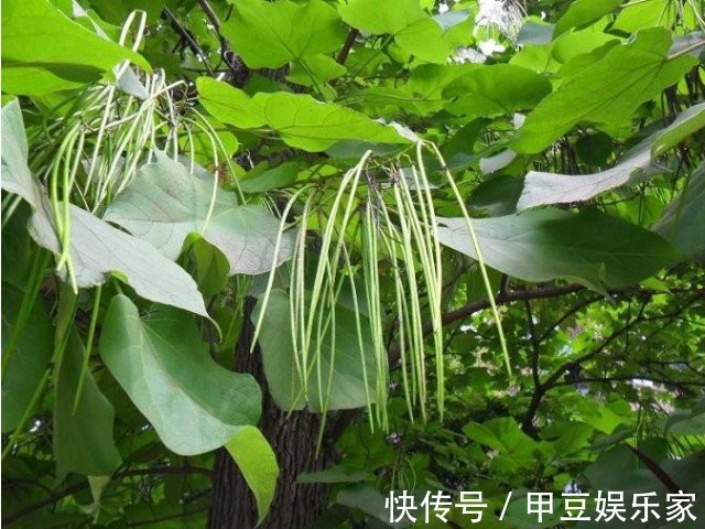 果实|人称“树王”的面条树，果实像豇豆，叶子是上等野菜，治牙疼赞