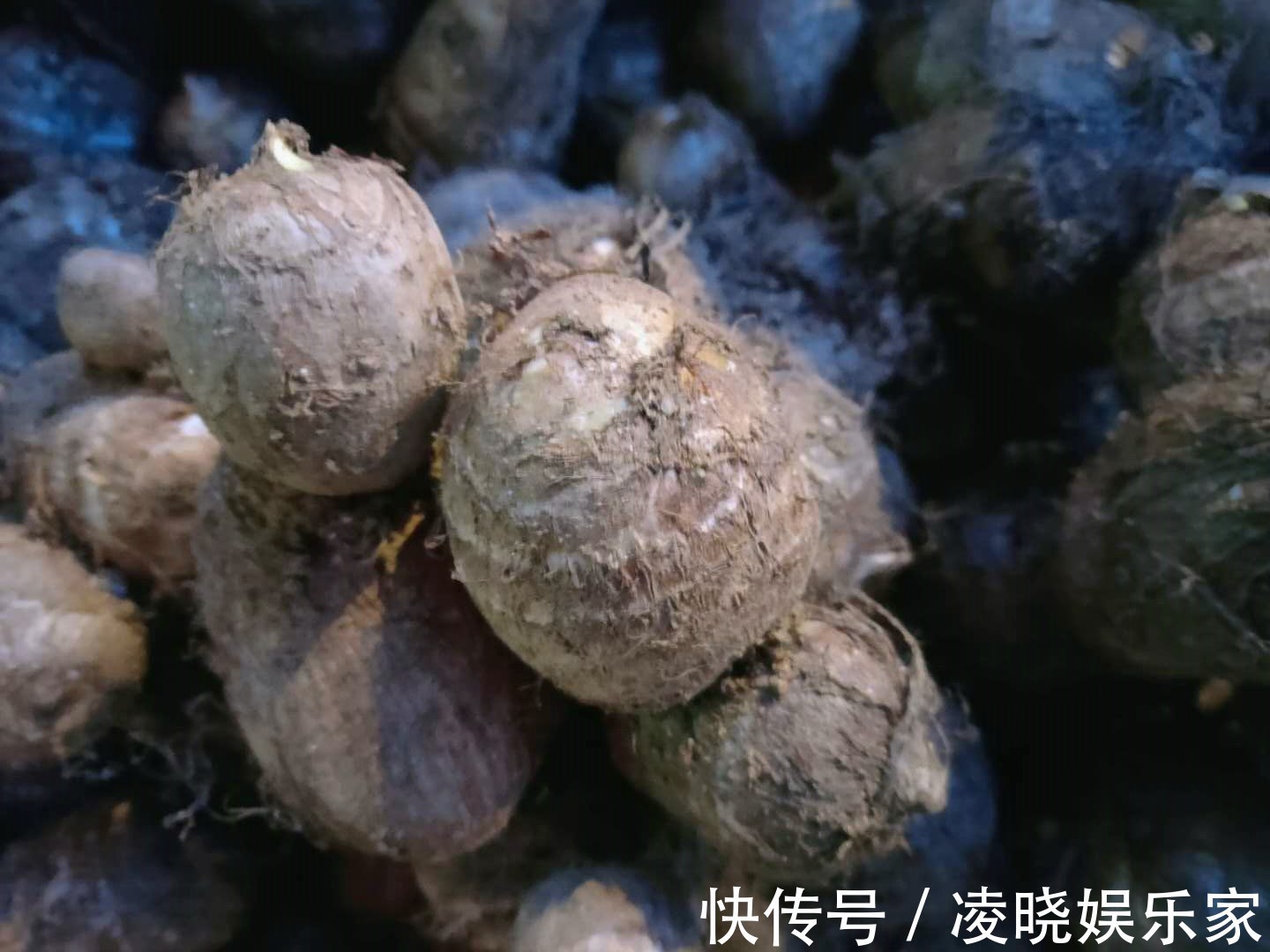 碱性食物|买芋头时,直接挑重的就错了,老菜农教你正确做法,一挑一个准!