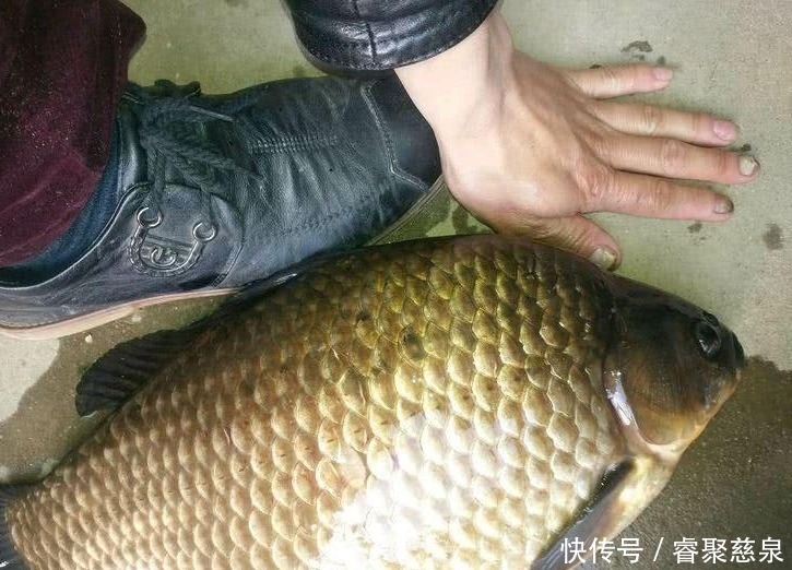 他野钓钓到六斤鲫鱼王,一看竟是“太监鲫鱼”这究竟是谁的功劳