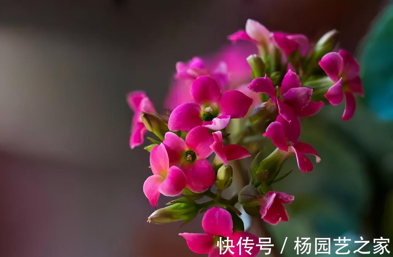 关键问题|长寿花夏季出现黑腐,解决3个关键问题,轻松度夏,入秋长势更好