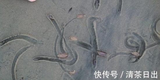 沙滩|奇闻:沙滩边发现“怪石”,不停蠕动画出未知图案,游客不淡定了