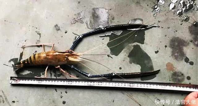 毛多肉|湄公河虾入侵我国,最大可达1斤多,已有多人钓获