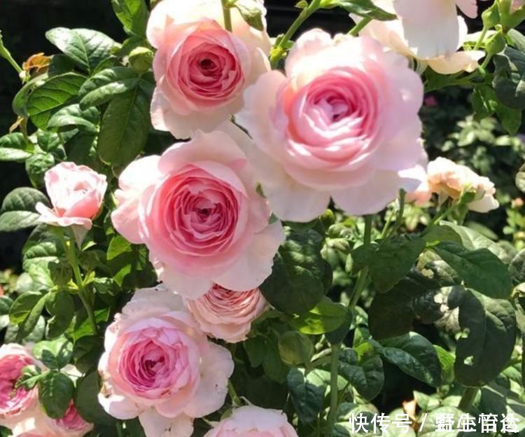 香妃|一养就上瘾的几种花,婀娜多姿,绚丽多彩,美到让人窒息!