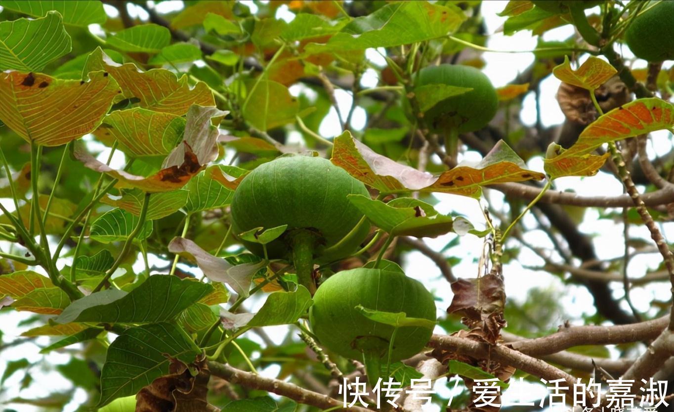 金皮树|认识植物界的“六大毒树”,看到“绕道走”,涨知识不吃亏