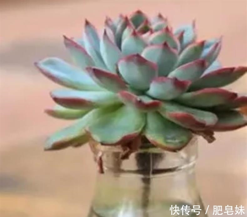 水培多肉|多肉还可水培?多肉土培转水培,快速生根方法全在这儿~