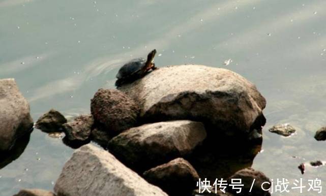 小溪|野生甲鱼价值很高,农村有很多小河流,怎么知道里边有没有甲鱼?