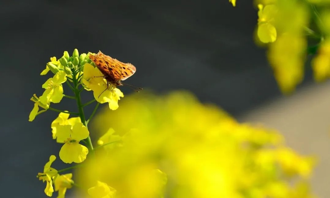 老中医|桑叶能用好,一定是个宝!一味神仙叶,8大妙用,8种病症都能治!