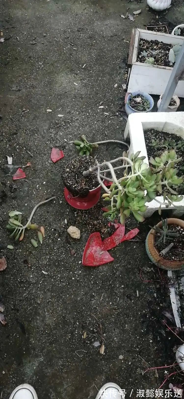 漂亮|被风雨洗礼的多肉越来越漂亮了,忍不住又往坑里跳!