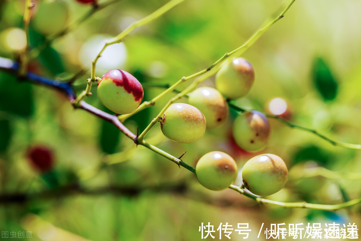 金匮要略|以前烂在地里没人要,因调失眠如今争相寻找,摇身一变成名贵药材