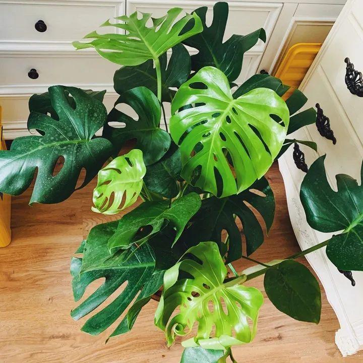 龟背竹是“吸废气”高手,家里放一盆,门窗紧闭也能空气清新!