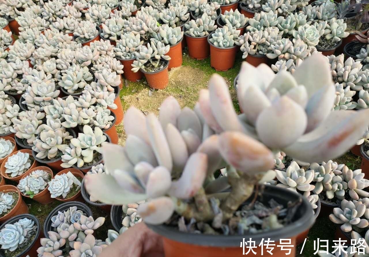 怕多肉冬季休眠该怎么办?盆栽这6样,耐寒好养,天冷不受影响