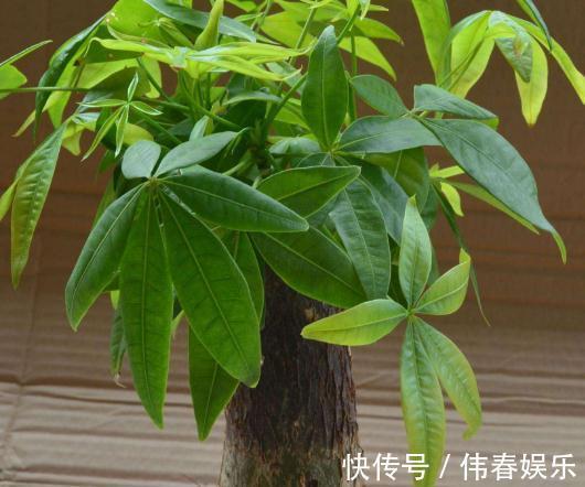 养发财树,做好“关键点”,开花结果很容易,像打鸡血一样疯长