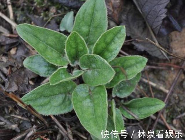 山上的1种“植物”，没有“1米高”，1斤却能卖“40元”，要珍惜