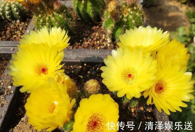 小齐|此花最适合“懒人”，花色品种多，开花特漂亮，只要避开“它”