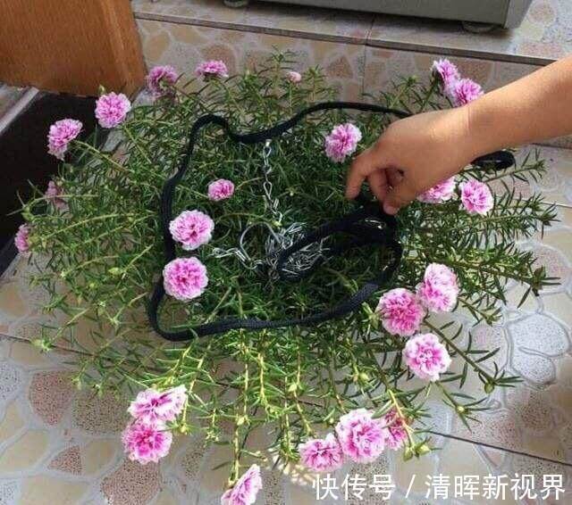 扦插|种了太阳花,试试扦插,一棵种出30棵,一盆开花几十朵,美极了!