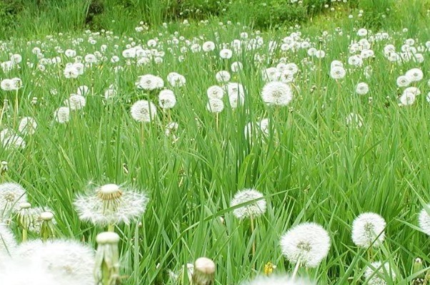 消炎杀菌|天然的“青霉素”被发现,女人可劲的吃,消炎杀菌,身体更健康