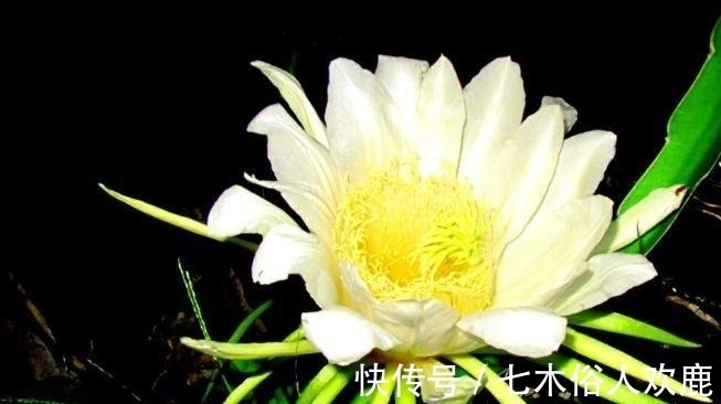 镇宅招财|这种花不管再“丑”也要养，家中守护神，养家中既镇宅又招财，值