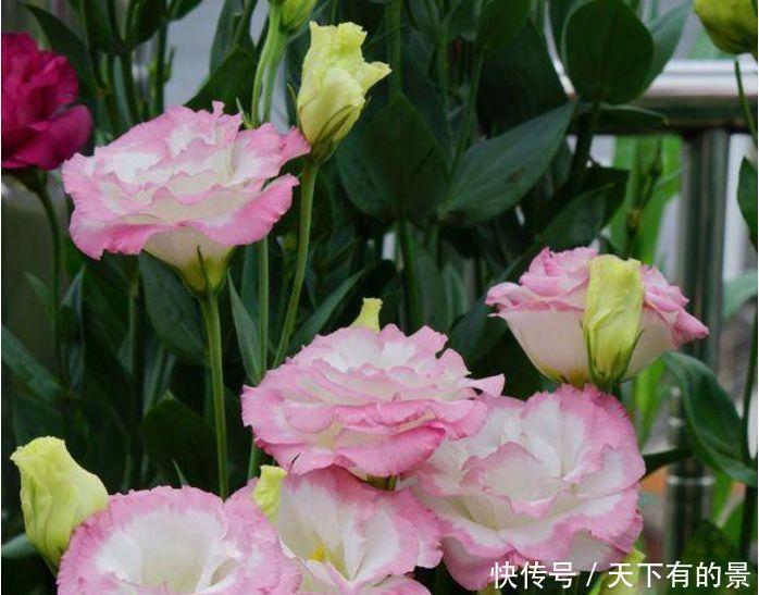 花量超大的4种花,浇点水就呼呼长,开花满盆,超美的