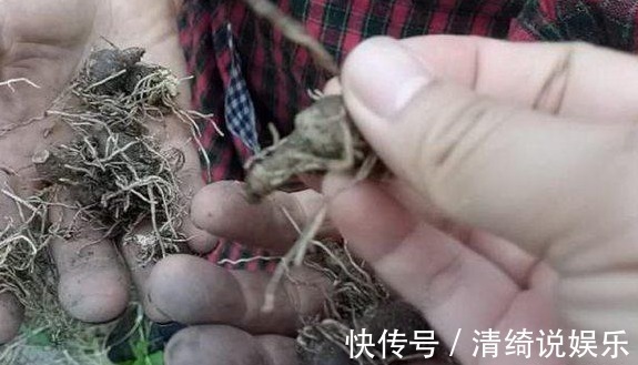大妈|农村大妈在挖这种野草,大妈说这野草厉害着呢,挖得多可月入上千