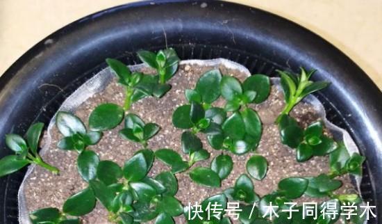 金鱼吊兰如何扦插?学会几点方法,生根成活也不难