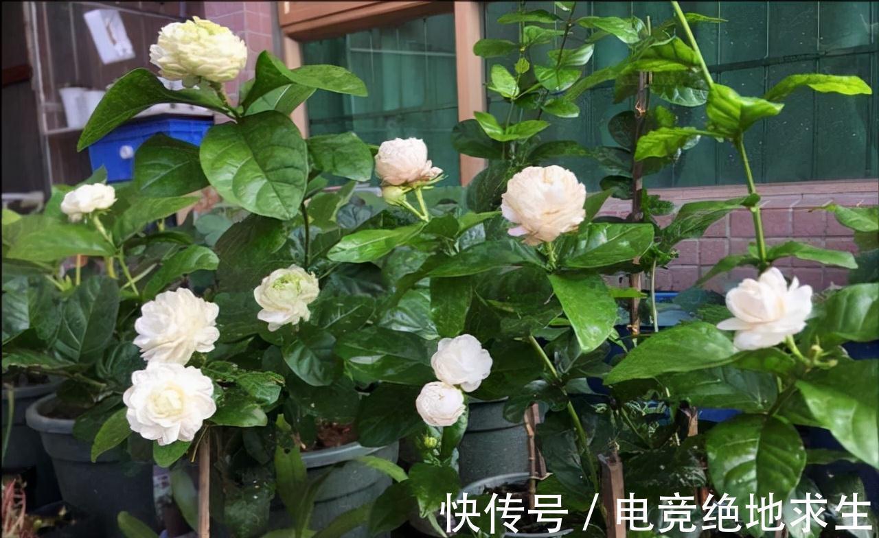 天冷后,9种花要“少水、断粮”,不然难过冬