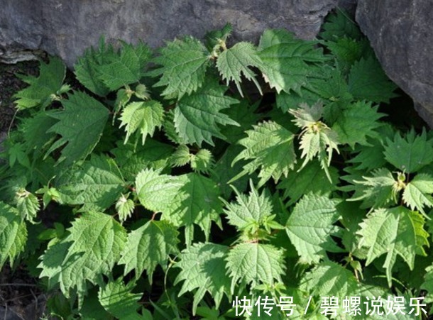 良药|农村常见的“咬人草”,是治疗风湿性关节炎的良药!