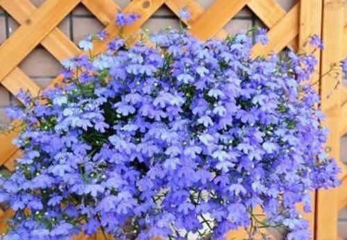 5种花超漂亮，个个美出状态，好打理，易爆盆，花开不断