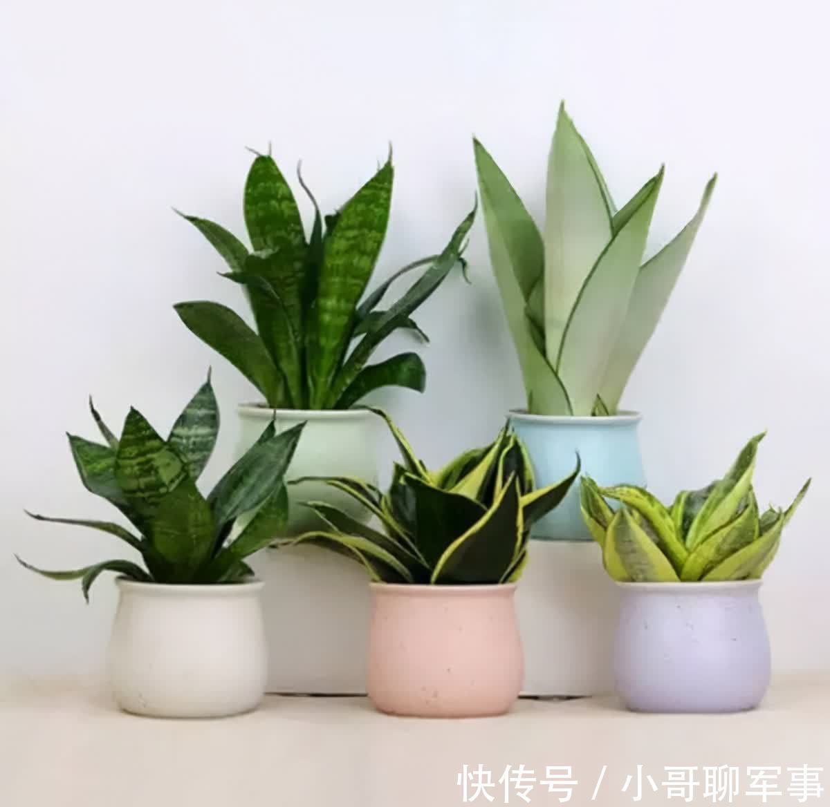 君子兰|九大“健康花”,建议大家养一盆,干净漂亮又吉祥