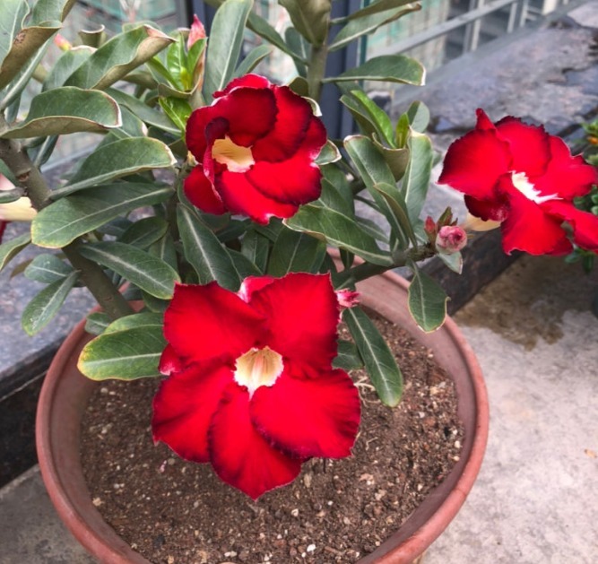 花朵|你见过比它们还红的花吗纯正的国旗红，艳丽夺目！