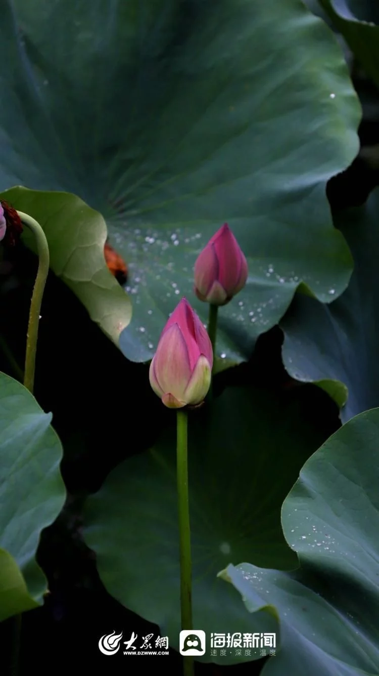 天下风物——《秋天的童话｜雨中赏荷邂逅别样诗意》风光题照