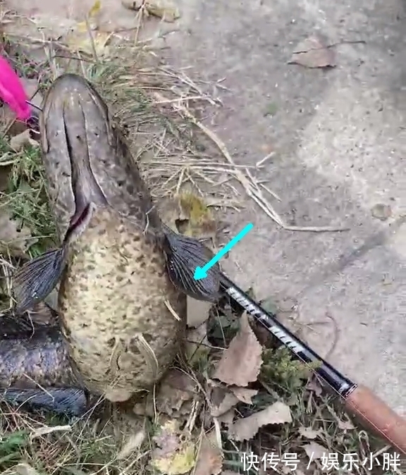 这鱼吃不得?广州钓友钓了条大黑鱼,钓友:越看越奇怪,赶紧丢了