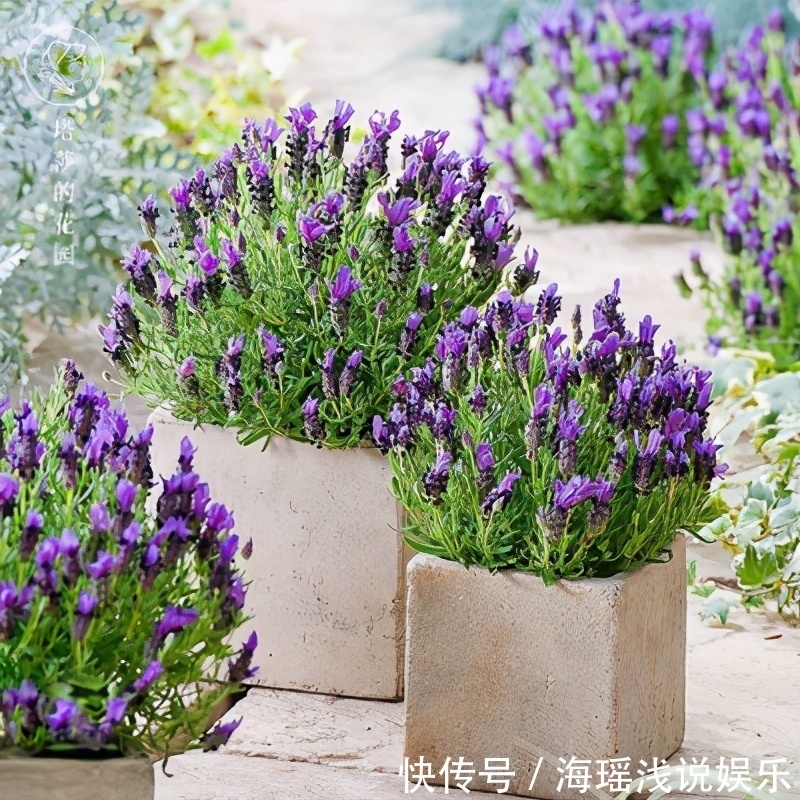 邻居的院子夏日几乎没“蚊虫”,原来是因为养了3种花,我也要养