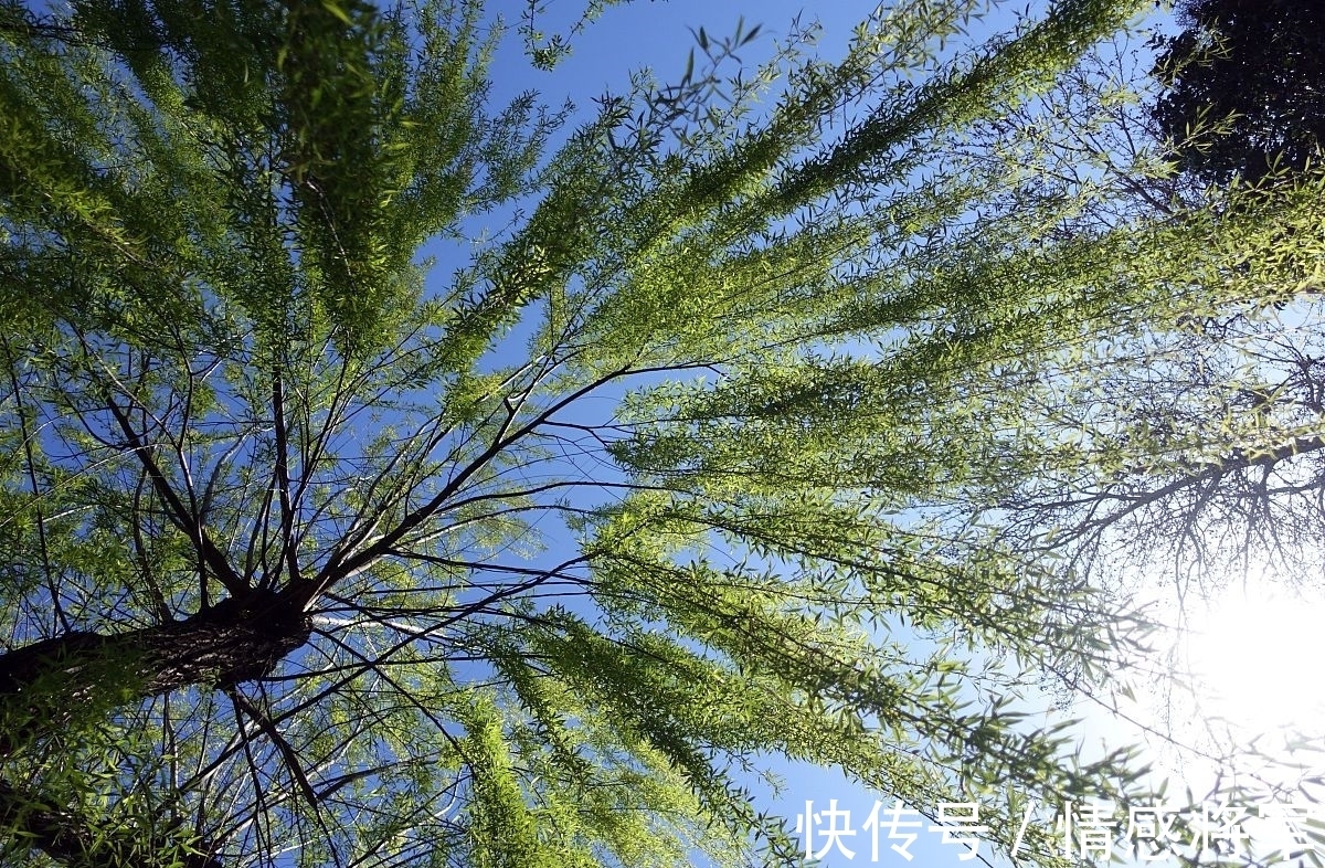 柳树!唐朝折杨柳古诗五首:莫言短枝条,中有长相思