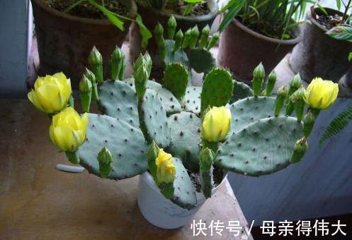 6种“懒人花”,看着很普通,养着很“实惠”,养得越久越觉得好