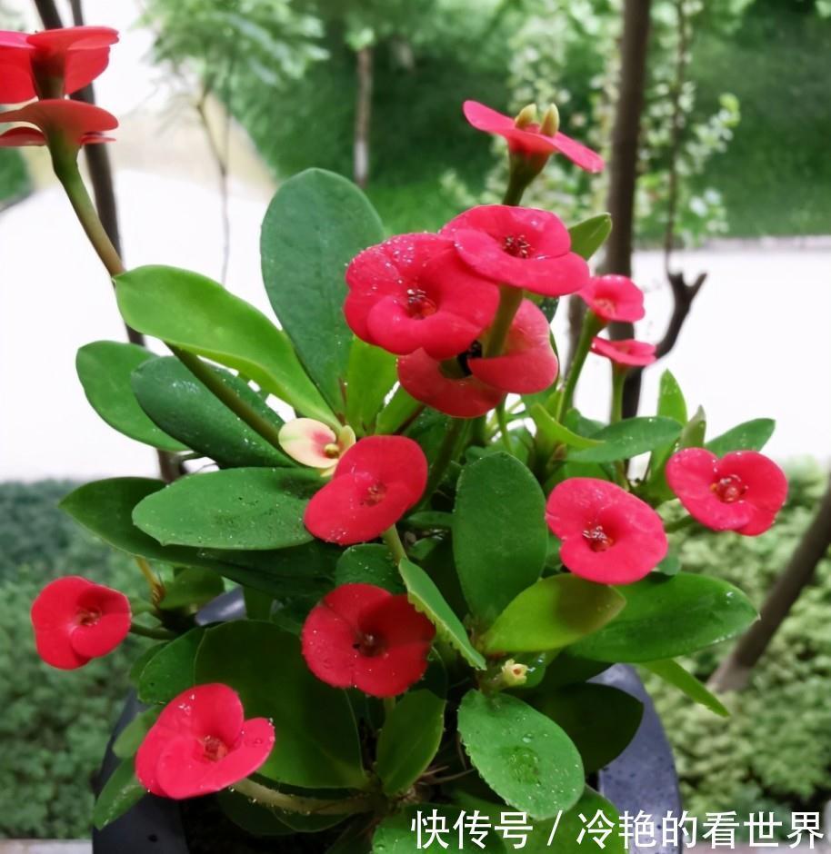 毒花|越美的花越有毒,生活诚不欺我!快来认识七种大毒花,避免受伤害