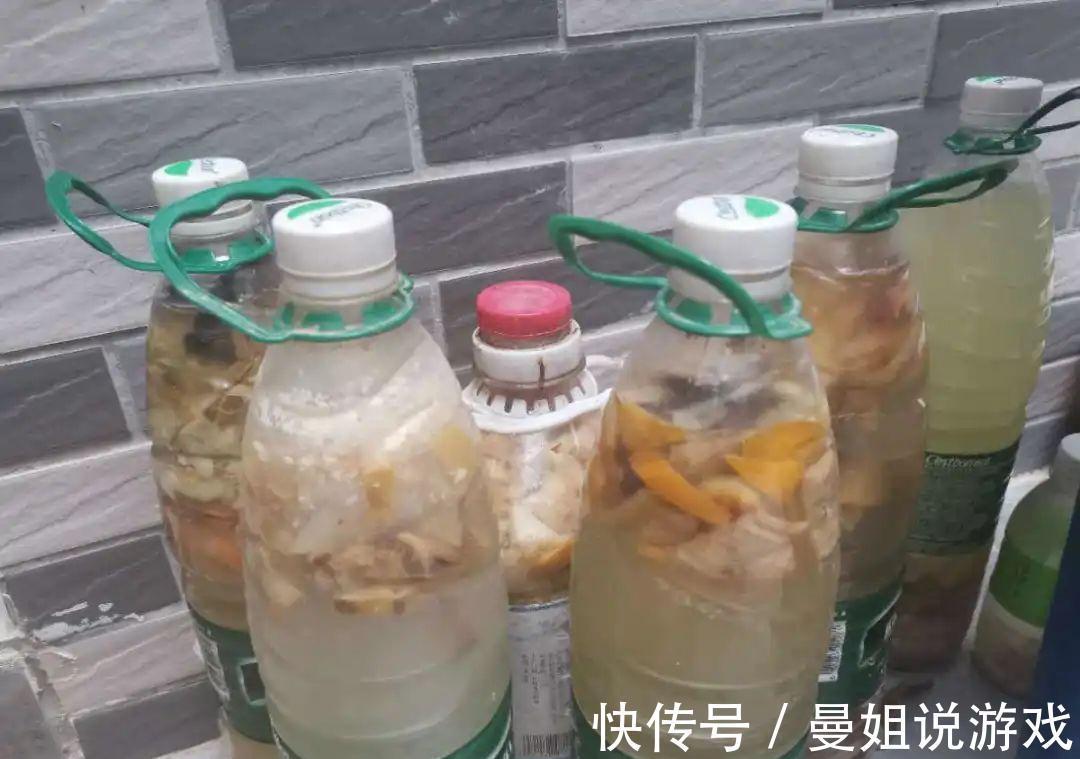 米兰这么养,疯狂冒新叶,开花香又多