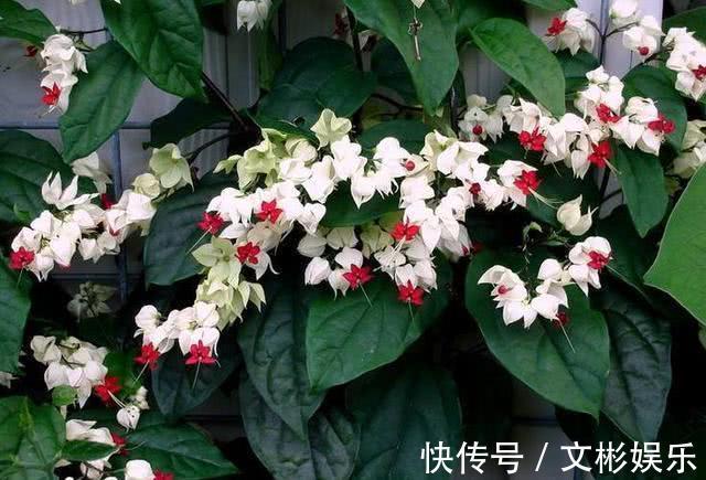 一种新型花卉“龙吐珠”,1朵花开2色,开花一串串,高贵寓意好