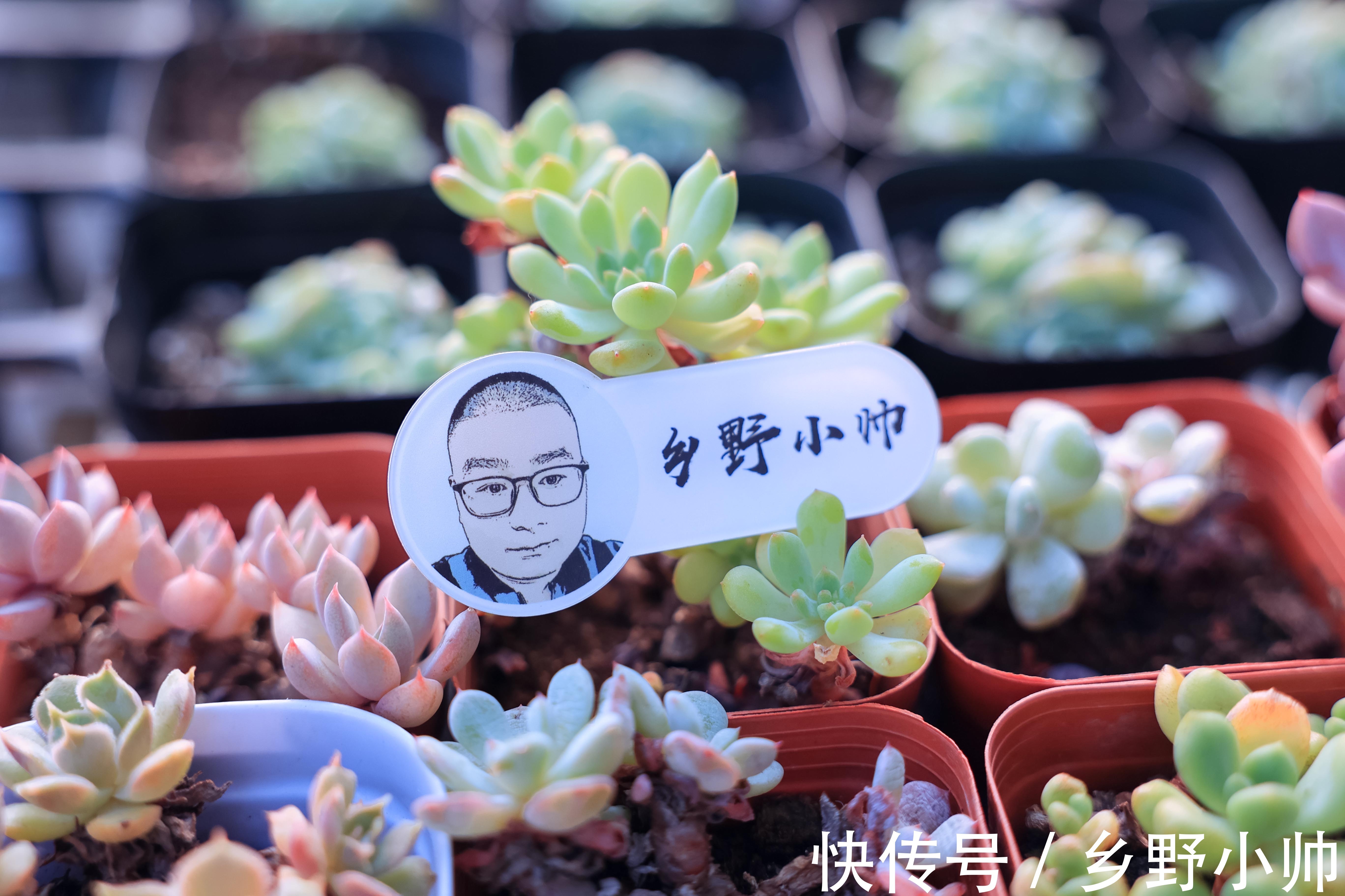 立秋时节|立秋时节,喝完第一杯奶茶,开始新的养肉之旅让多肉快速上色