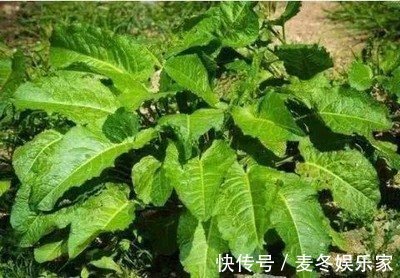 福气|路边的这种野生植物,你若遇见了,真是你的福气,记得要拔回家