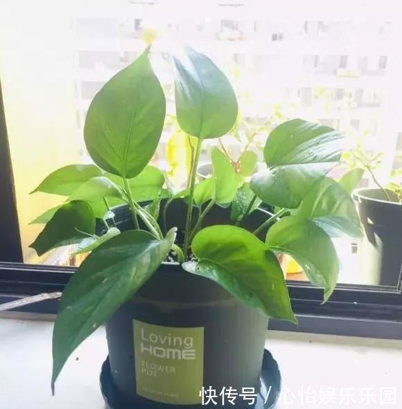 老桩|路边一堆“名贵花”,丢人也要捡,捡回家养2个月就开花!