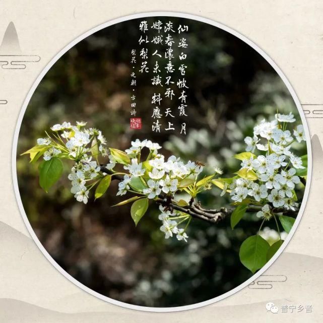 老年|这里梨花绽放，十里芬芳