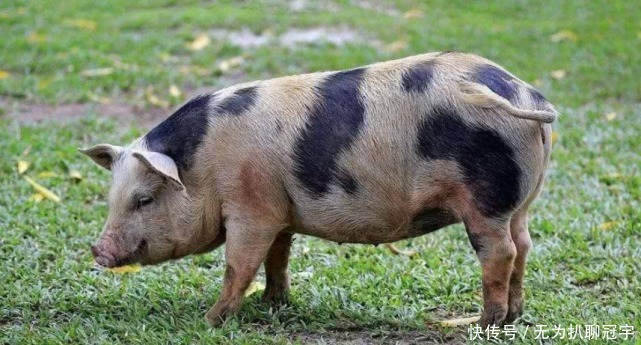 东北历史(11):肃慎是不是满族祖先?看完发展历史,你就懂了