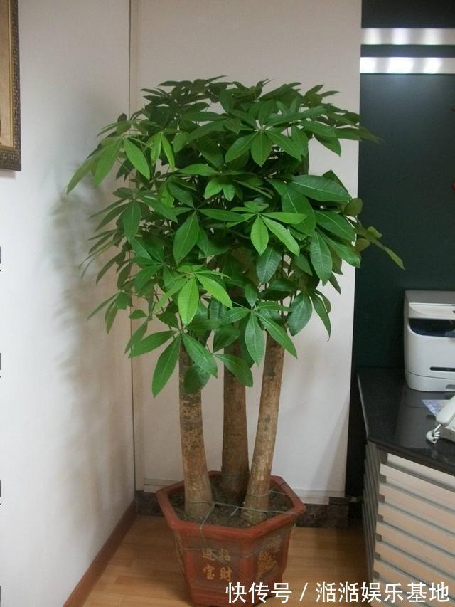 叶子|发财树最怕这几个点,平日养护要注意,不怕黄叶烂根养不活