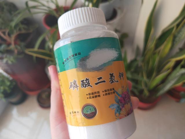 花卉|养花必备“磷酸二氢钾”，使用方法要正确，不然等于白用！